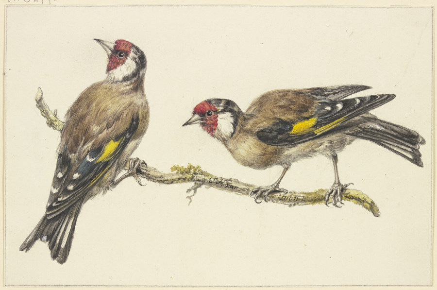 Two goldfinches à J. H. van Loon