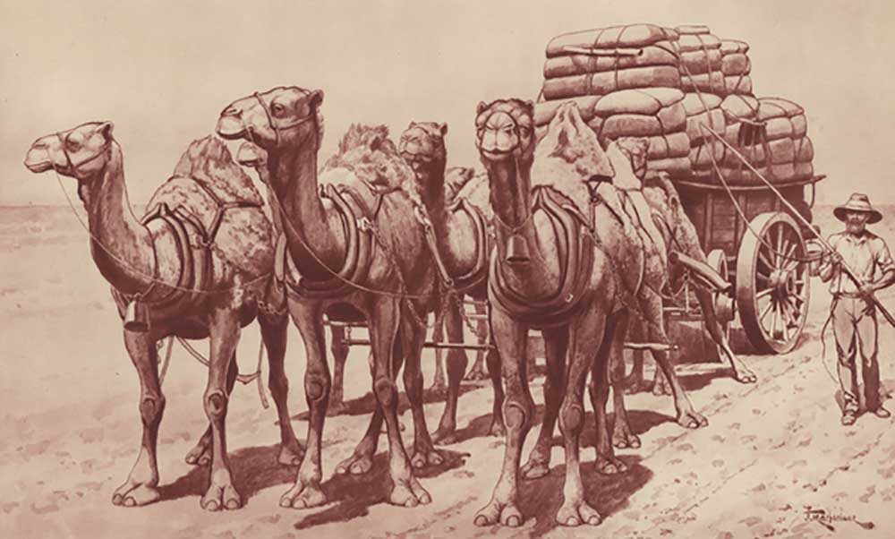 Camel train in Australia à J. Macfarlane