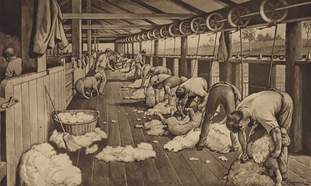 Sheep-shearing in Australia à J. Macfarlane