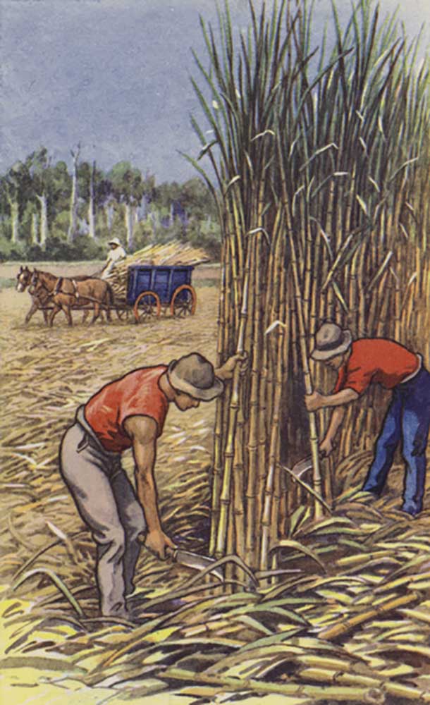 White men cutting sugar cane (Queensland) à J. Macfarlane