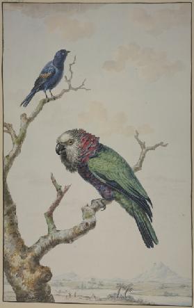 Ein grüner Papagei mit roter Halskrause und ein blauer Rabe