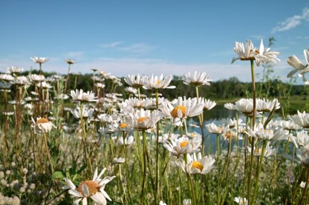 Wild Flowers and Pond à Jack Kunnen