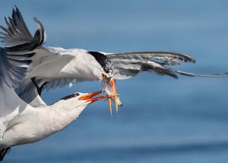 Terns fighting for a fish