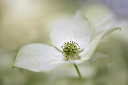 Cornus Kousa Miss Satomi