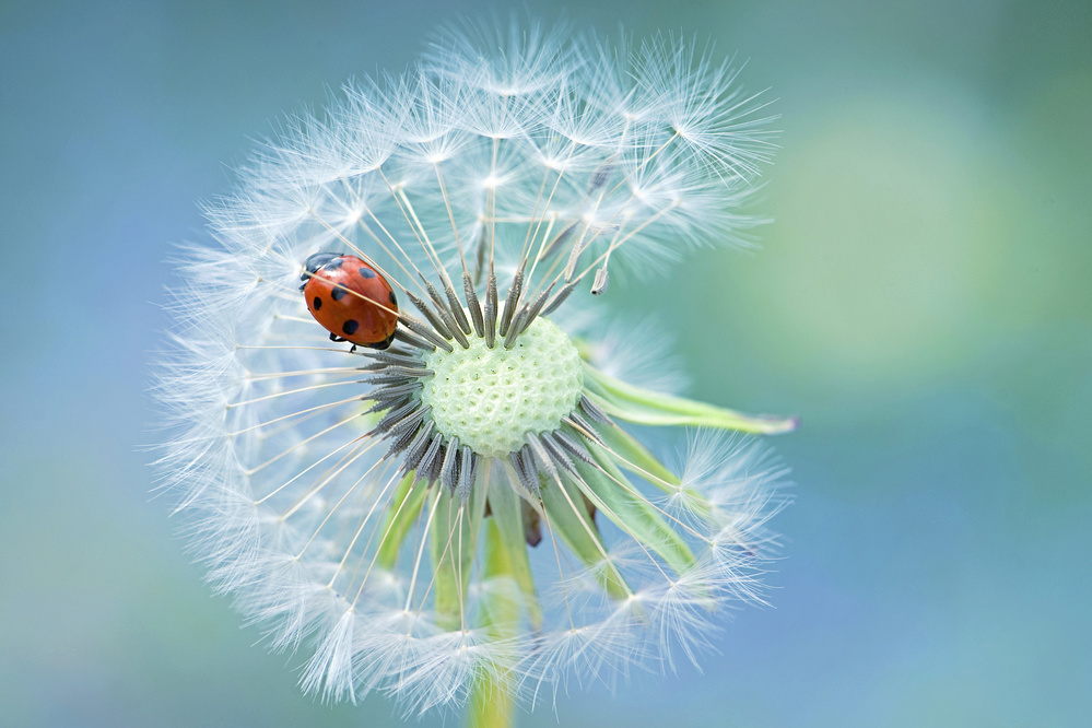 Dandy Lady à Jacky Parker