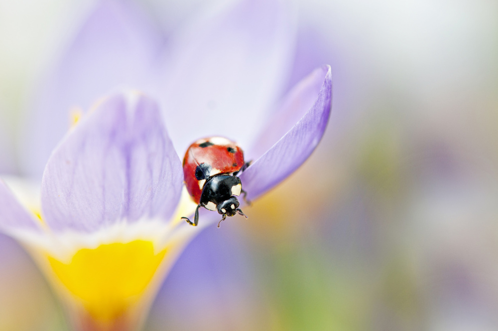 Spring Lady à Jacky Parker