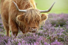 Highland in Heather