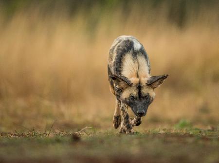 Painted Dog Stalk