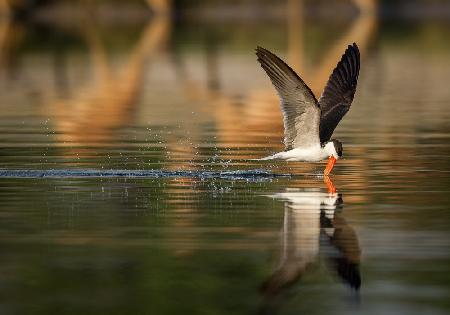 The African Skimmer
