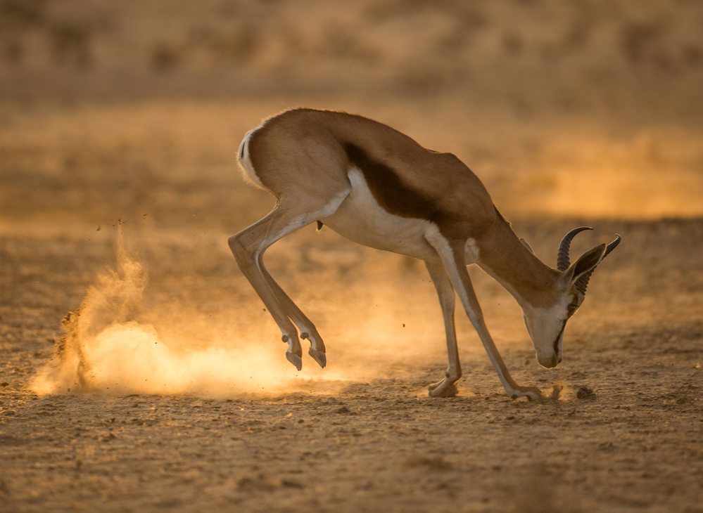 Kick up dust à Jaco Marx