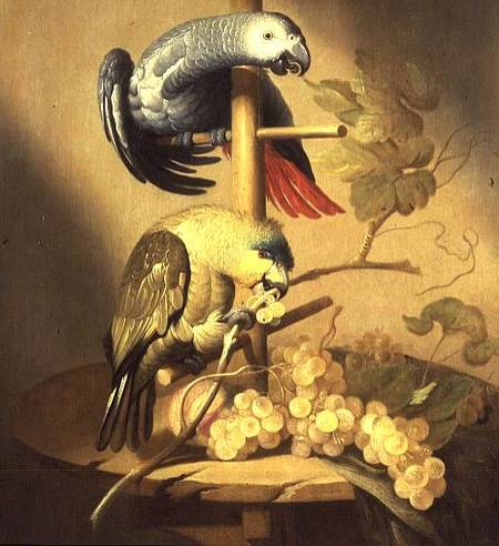 An African Grey and an Orange Winged Amazon Parrot on a Perch with Grapes à Jacob Fransz van der Merck