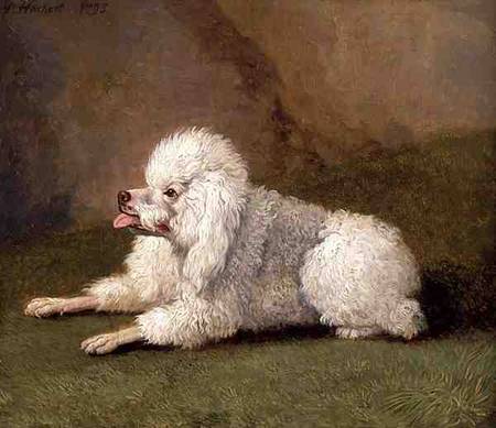 A Belgian Poodle à Jacob Philipp Hackert