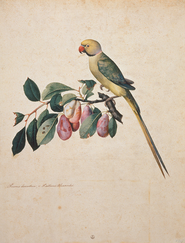 Prunus domestica, e Psittacus Alexan– dri à Jacopo Ligozzi