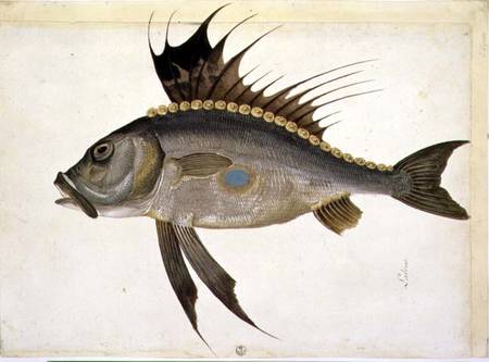 Fish à Jacopo Ligozzi