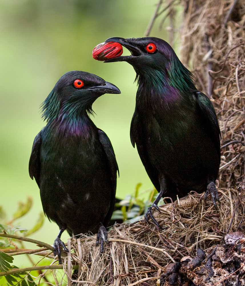 Starlings with Berry à Jacqueline Hammer