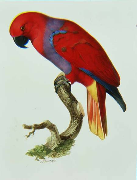 Red Parrot (w/c and gouache) à Jacques Barraband