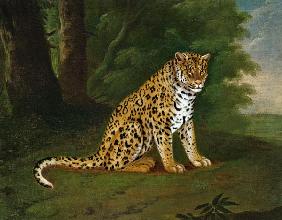 A Leopard in a landscape