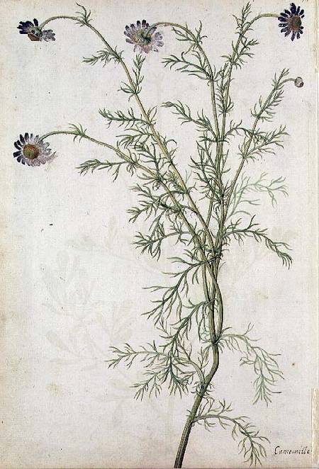Chamaemelum nobile Allioni à Jacques Le Moyne