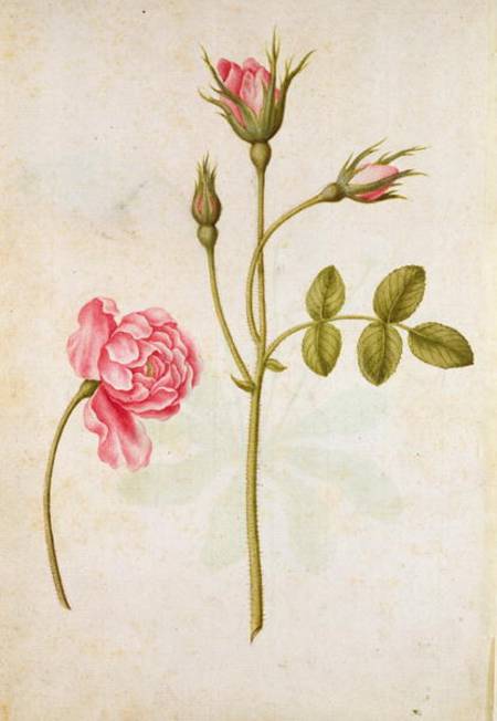 Pink Rose à Jacques Le Moyne