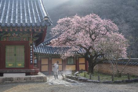 The scent of spring, baekyangsa