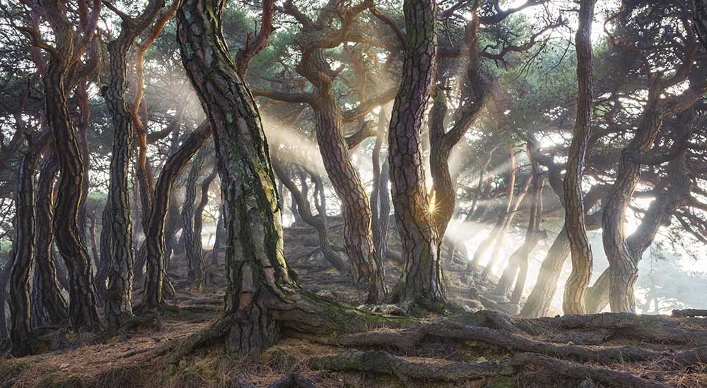 Sacred Pine Trees à Jaeyoun Ryu
