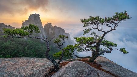 Dancing trees of Eden