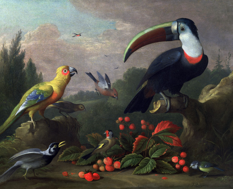 Toucan with Other Birds à Jakob Bogdani ou Bogdany