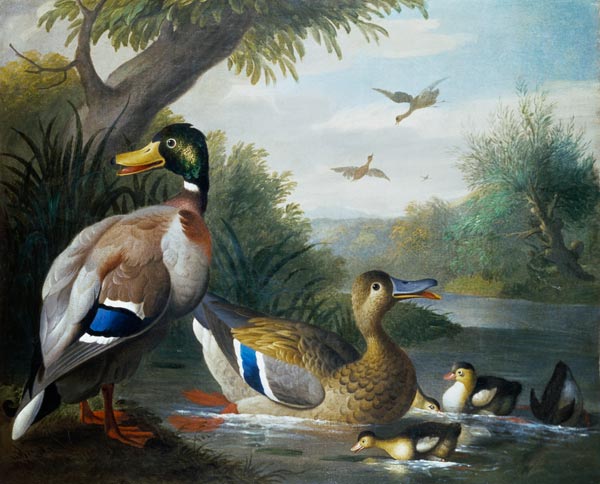 Ducks in a River Landscape à Jakob Bogdani ou Bogdany