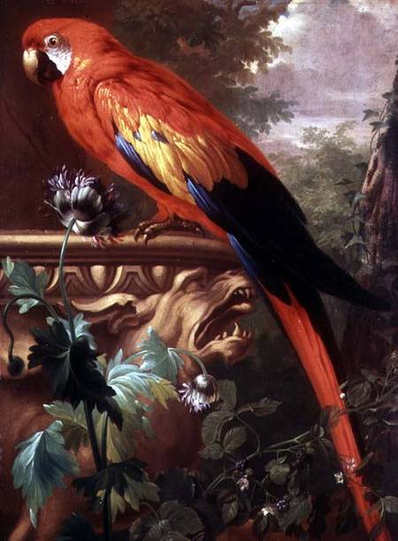Scarlet Macaw in a Landscape à Jakob Bogdani ou Bogdany