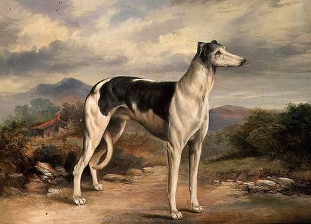A Greyhound in a hilly landscape à James Beard