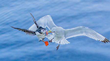 A seagull robbing a puffin