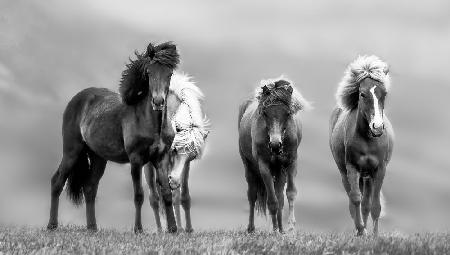 Icelandic Horses