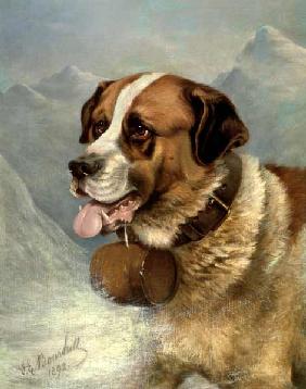 A Portrait of a St. Bernard in an Alpine Landscape