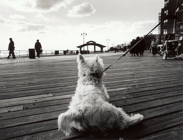 Coney Island Dog, NY à James Galloway