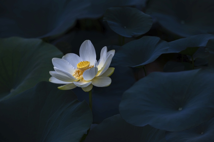 Yellow Lotus à James S. Chia