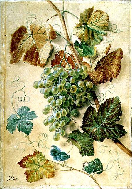 White Grapes à James Sillett
