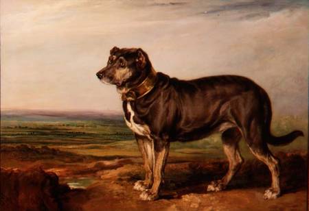 Portrait of `Vic', a Spanish Bloodhound à James Ward
