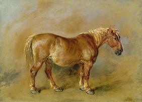 A Suffolk Punch (oil on paper laid onto canvas)
