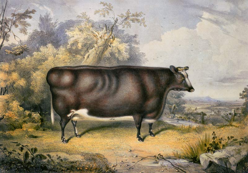 The Cottesmore Prize Heifer, 1837 (after Henry Strafford à James William Giles