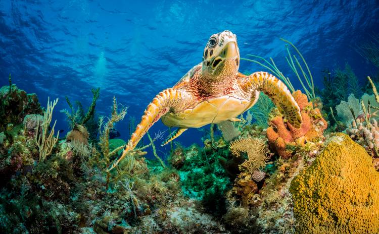 Hawksbill turtle swimming through Caribbean reef à Jan Abadschieff