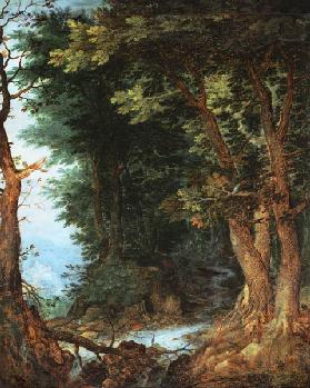 paysage de forêt