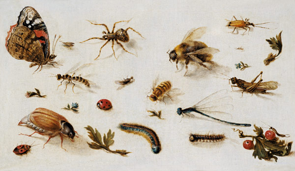 A Study of Insects à Jan Brueghel le Jeune