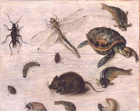 A Study of Insects, Sea Creatures and a Mouse à Jan Brueghel le Jeune