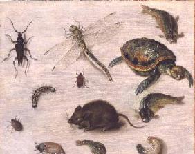 A Study of Insects, Sea Creatures and a Mouse