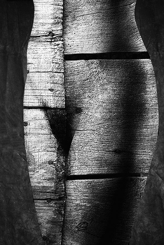 birch trunk à Jan Donckers