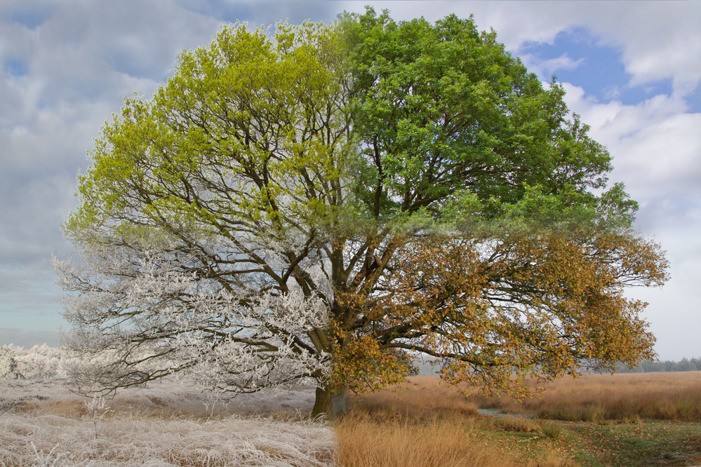 Oak Tree in Four Seasons à Jan Eric Krikke