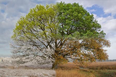 Oak Tree in Four Seasons