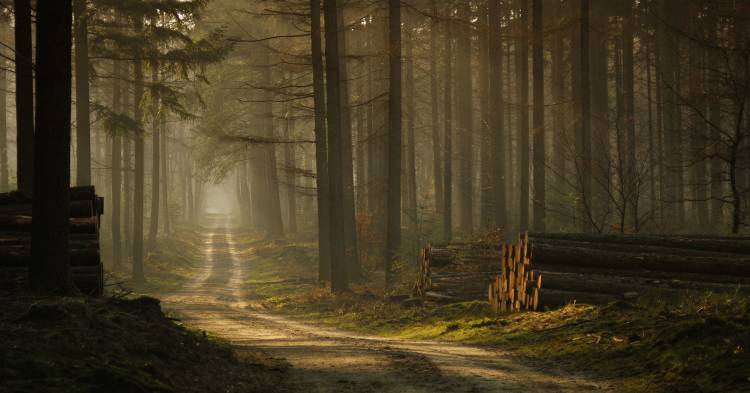 A forest walk à Jan Paul Kraaij