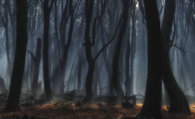 Dancing trees à Jan Paul Kraaij