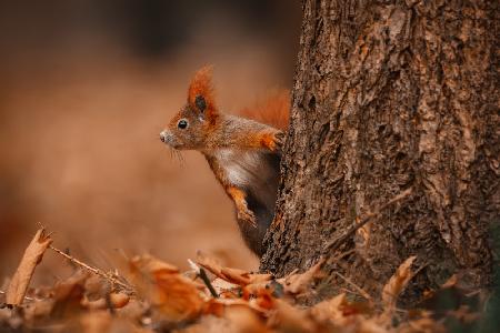 The red squirrel (Sciurus vulgaris)